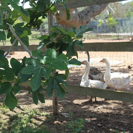 Tenuta Ferraro Gallipoli Ngoại thất bức ảnh